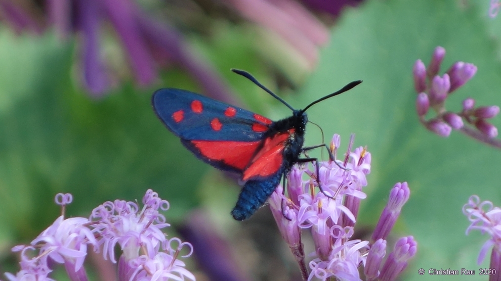 La zygène transalpine est capable de soutirer des plantes qui l'accueillent un composé chimique proche du cyanure qu'elle sécrète ensuite en cas de danger !   ©  Christian Rau   juillet 2020