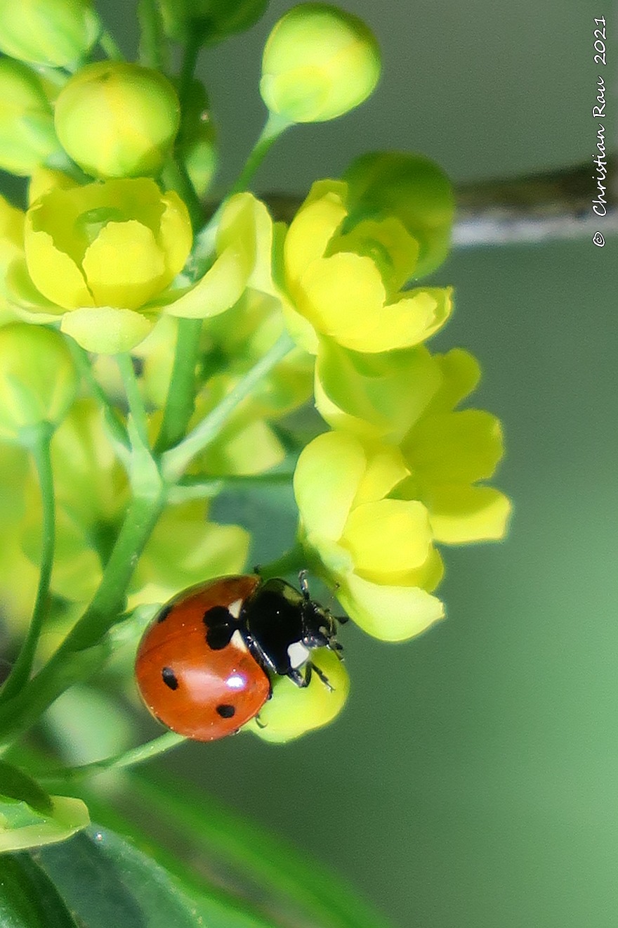 Coccinelle à sept points  ©  Christian Rau  2021