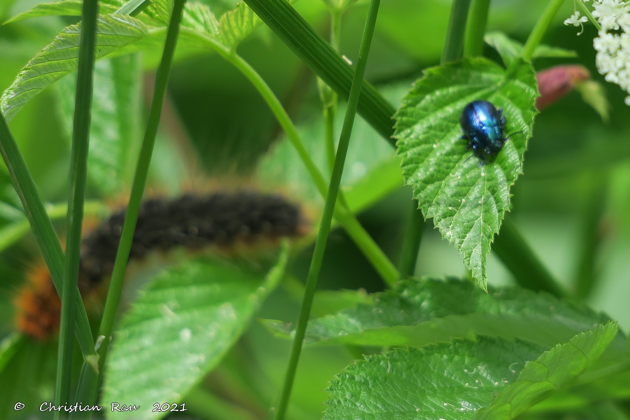 Chrysomèle (?) et chenille   ©  Christian Rau  2021