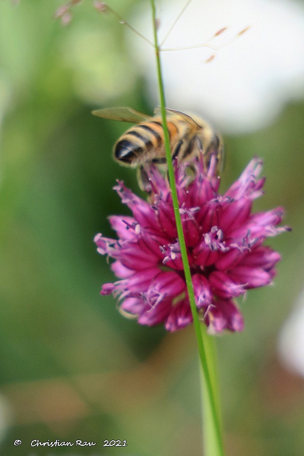 Abeille  ©  Christian Rau  2021