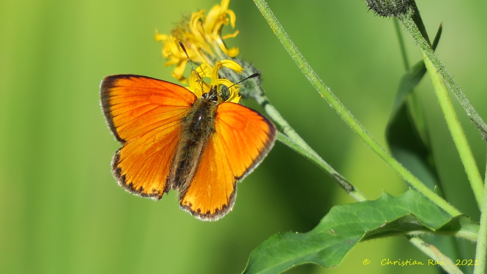 Lycaena Virgaureae  ©  C. Rau 28 août 2021