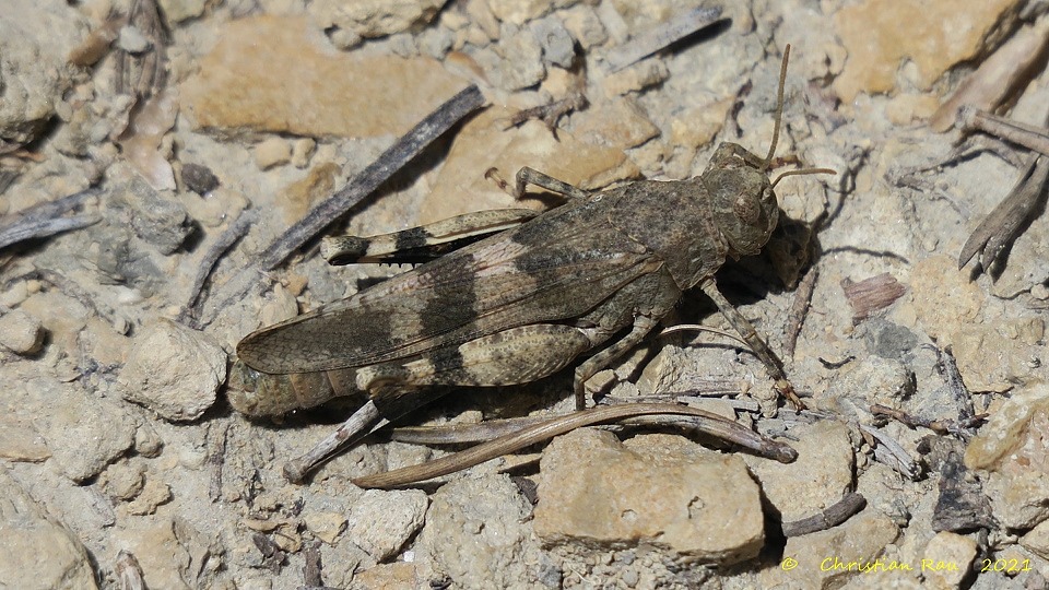 Oedipoda germanica  ©  C. Rau  - les Acles - 29 août 2021