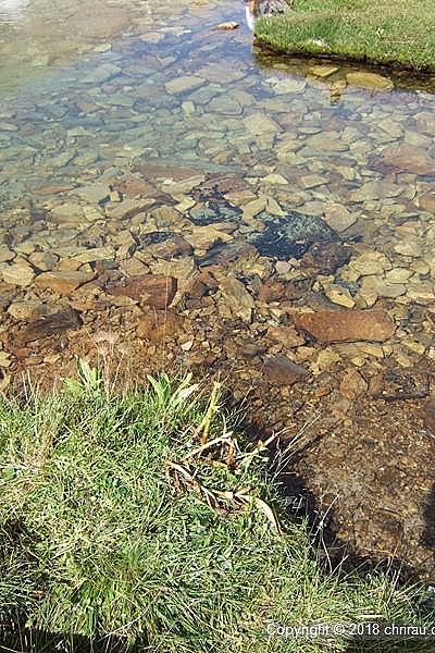 Vers 2400 m d'altitude, les ruisseaux affluents de la Clarée se faufilent entre les herbes Vers 2400 m d'altitude, les ruisseaux affluents de la Clarée se faufilent entre les herbes