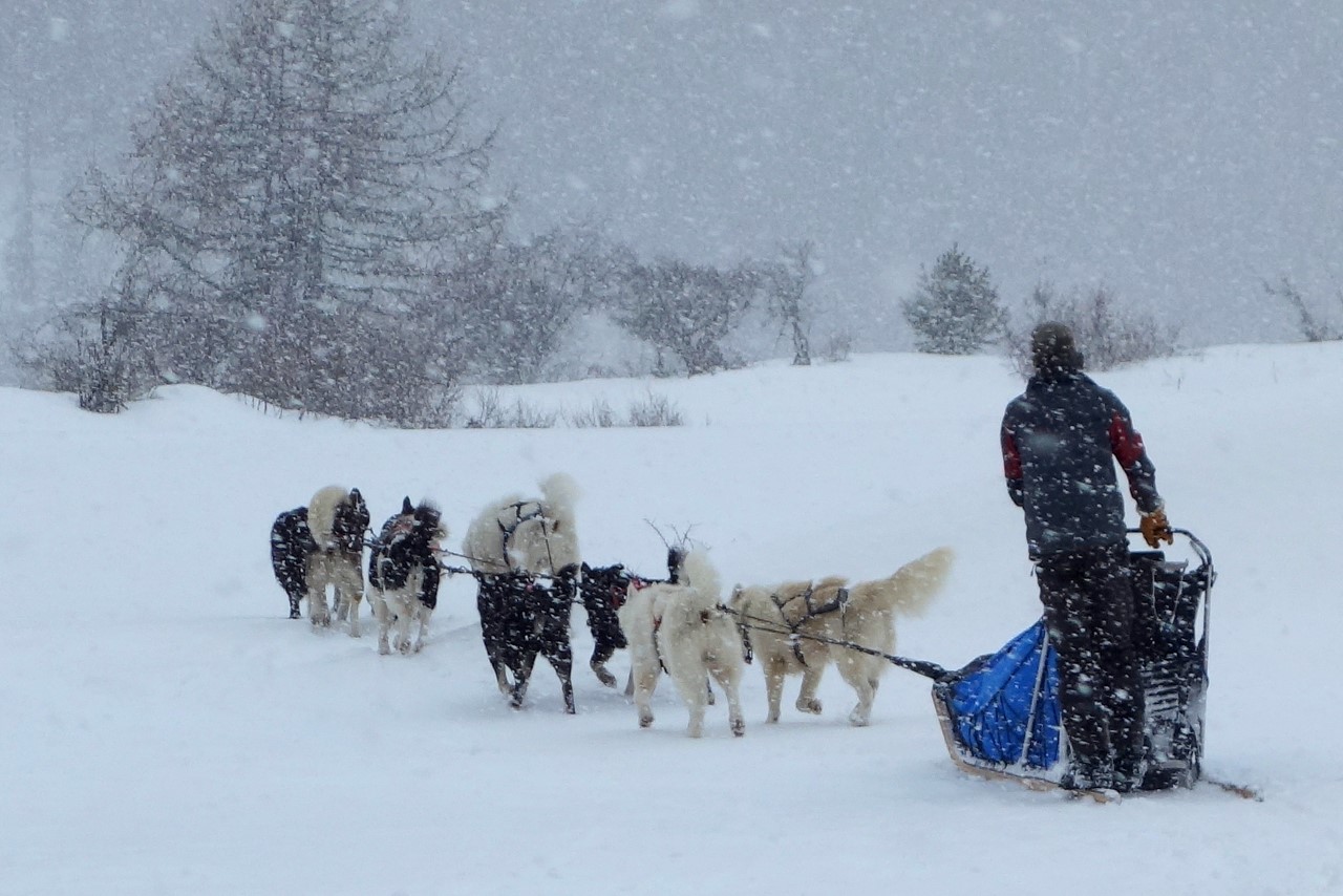 Au pays des mushers : "Nanook" - C. Rau 2016