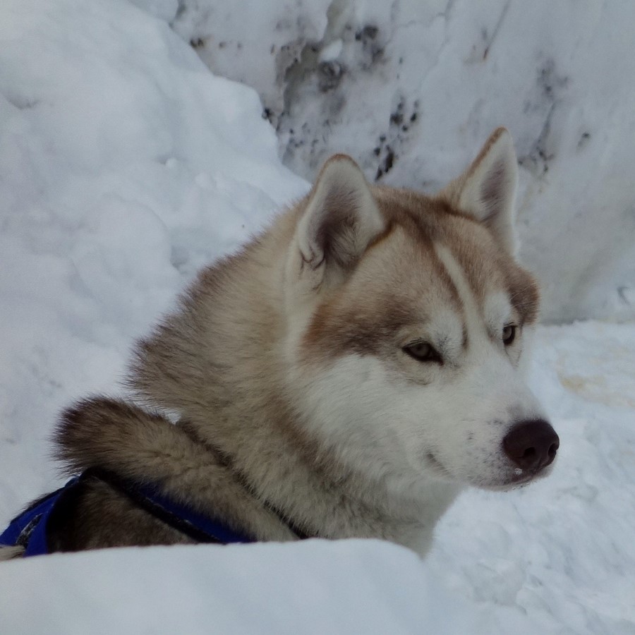 Au pays des mushers - C. Rau 2016