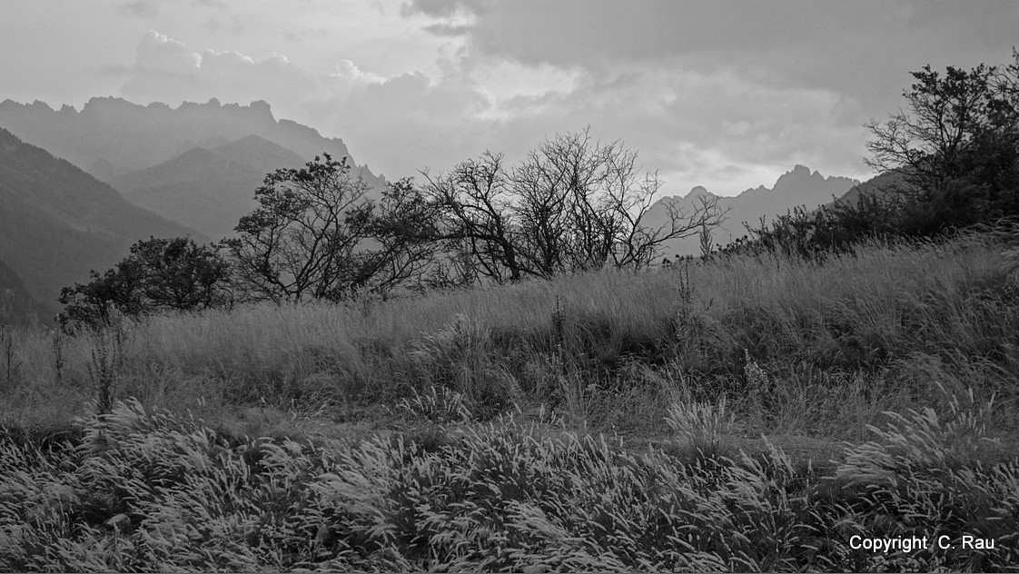 Herbes folles - © C. Rau 2014-07