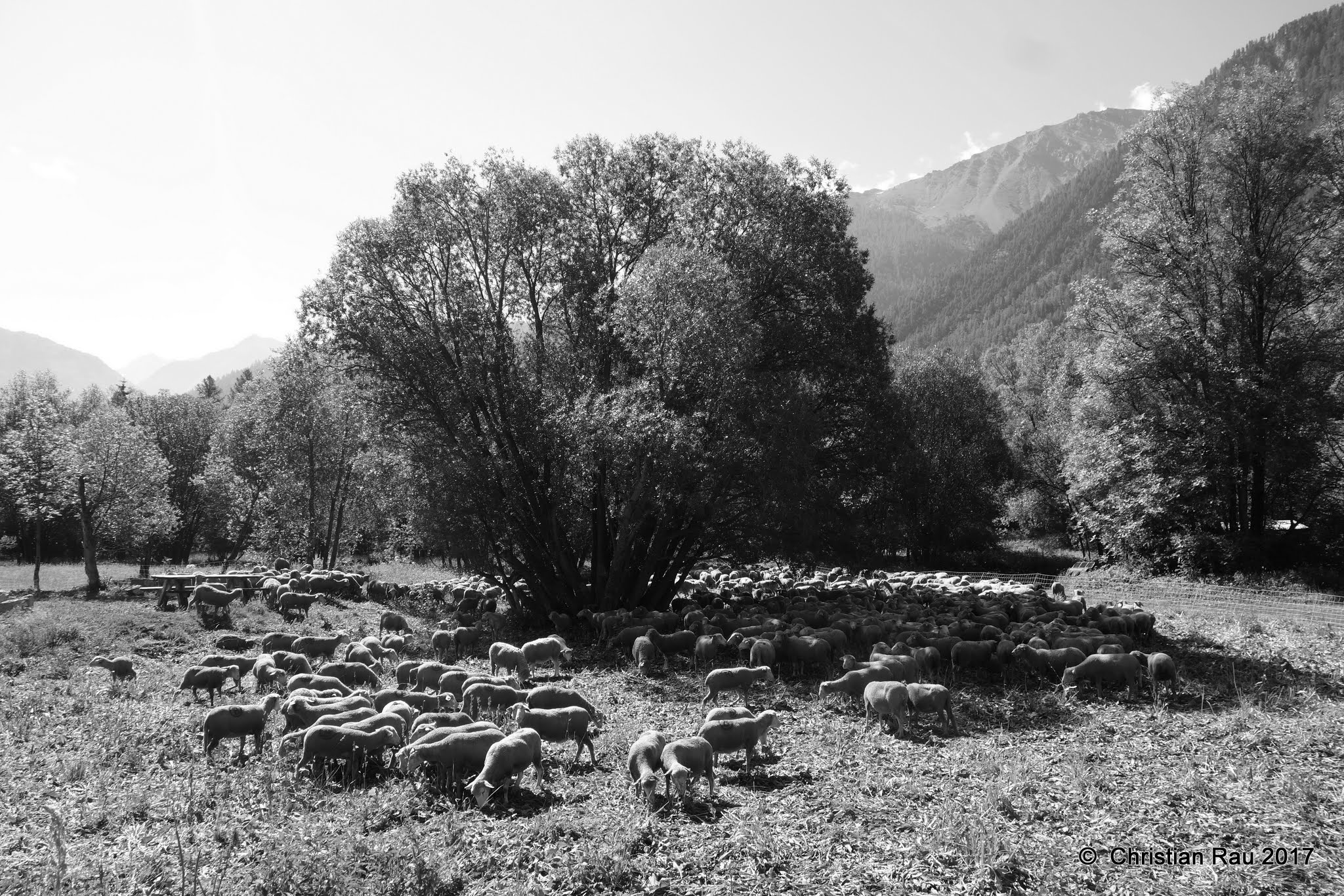 La "colo" des brebis... - © C. Rau 2017