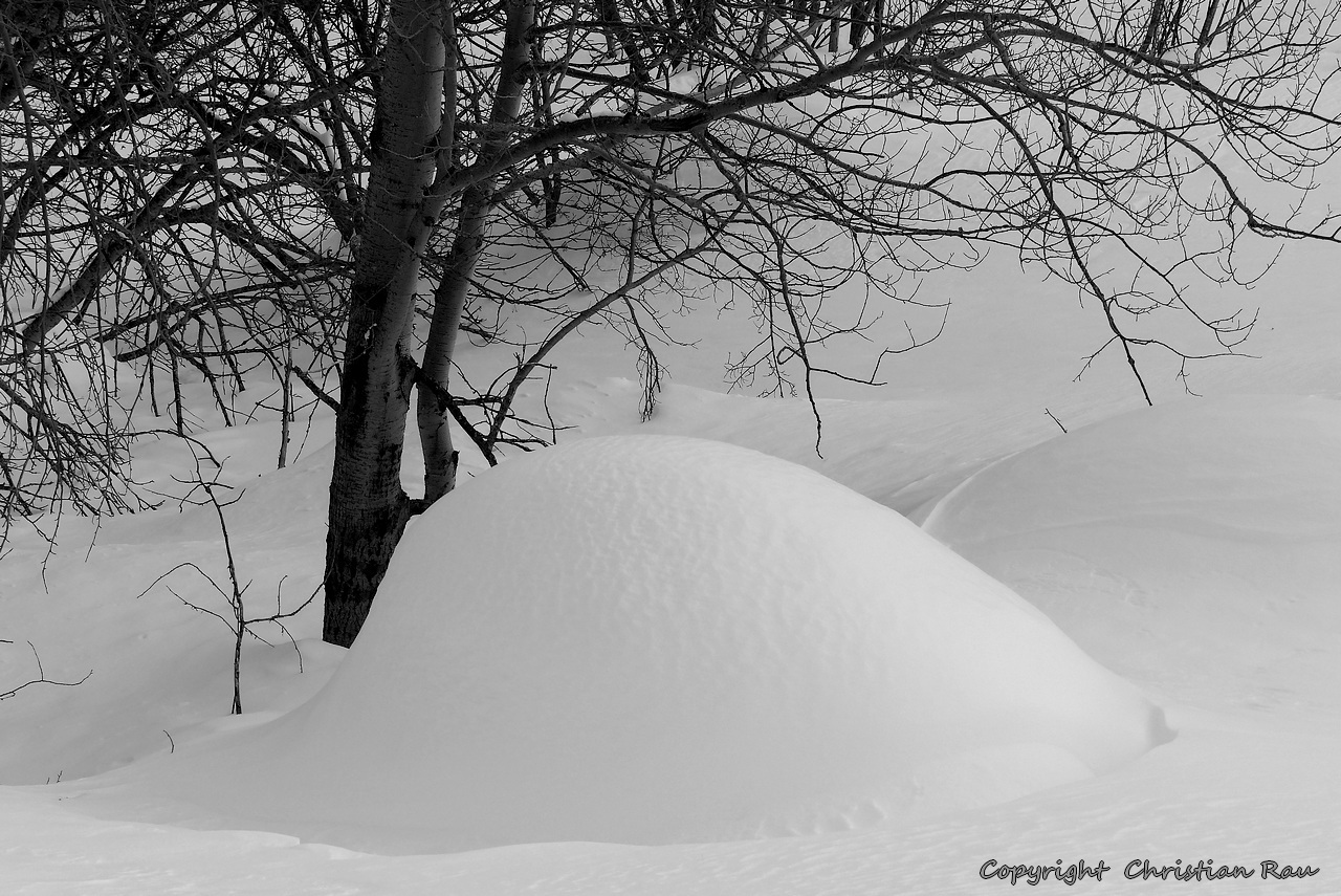 Maternité neigeuse - © Christian Rau 02/2018