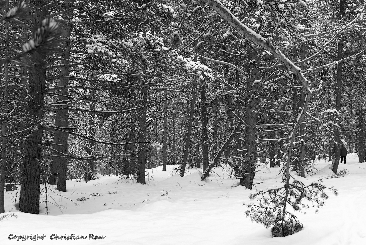 Neige en forêt, sur le sentier de Plampinet - © Christian Rau 02/2018