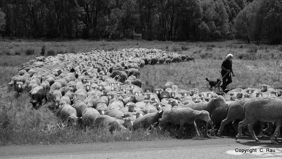 Fête de la Transhumance : le berger dirige son troupeai (C. RauFête de la Transhumance : le berger dirige son troupeai (C. Rau)