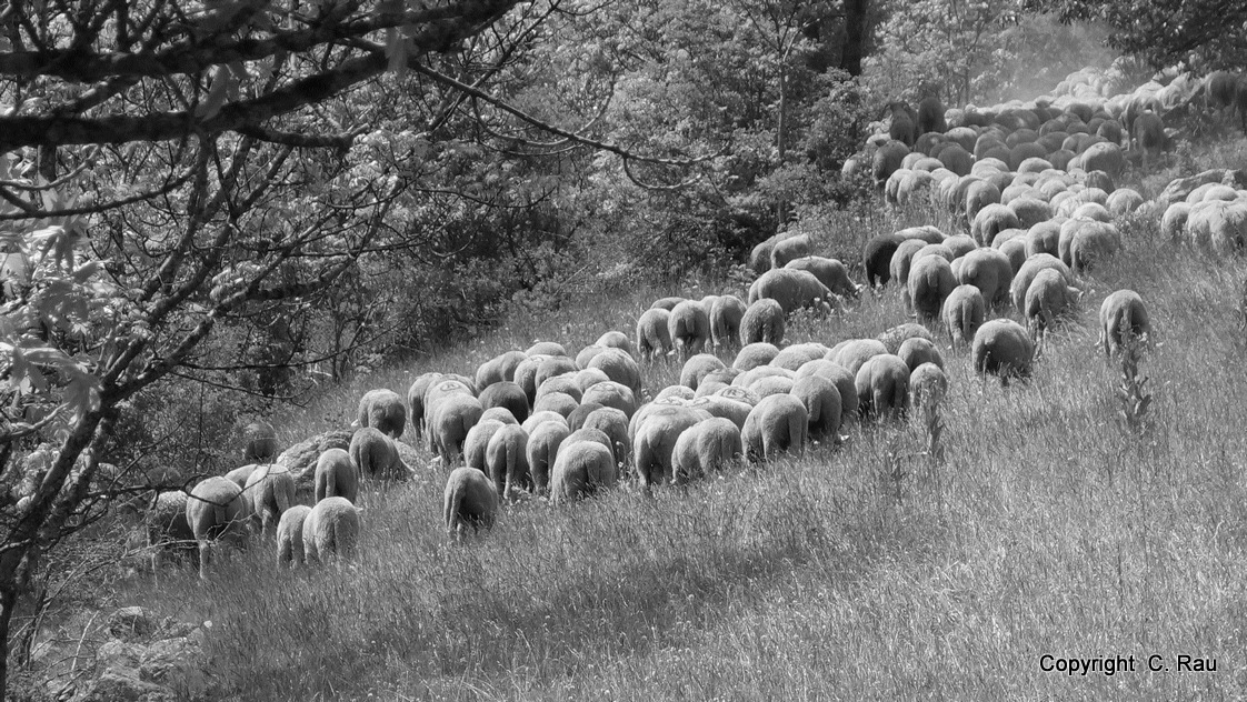 Fête de la Transhumance : montée du troupeu vers Lacou (C. Rau 2016)