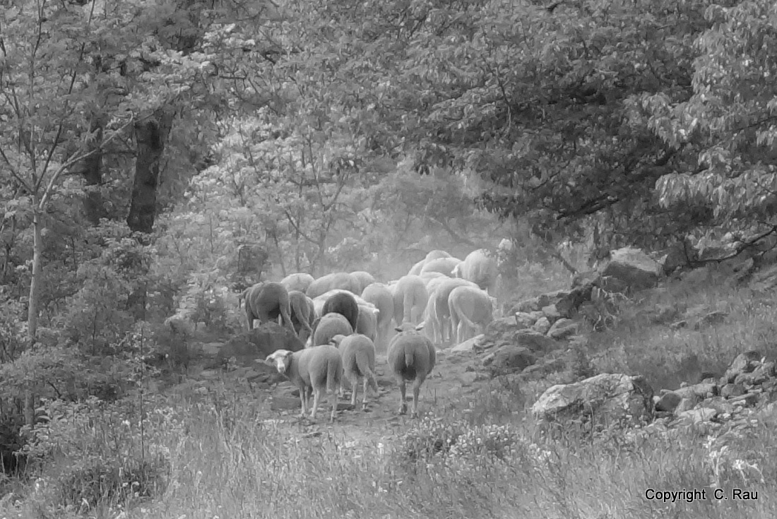 Fête de la Transhumance : le troupeau soulève la poussière du sentier... (C. Rau 2016)