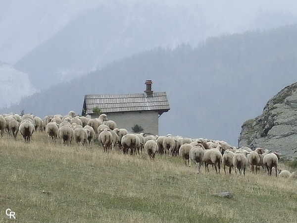 Le troupeau du Vallon redescend vers Névache...