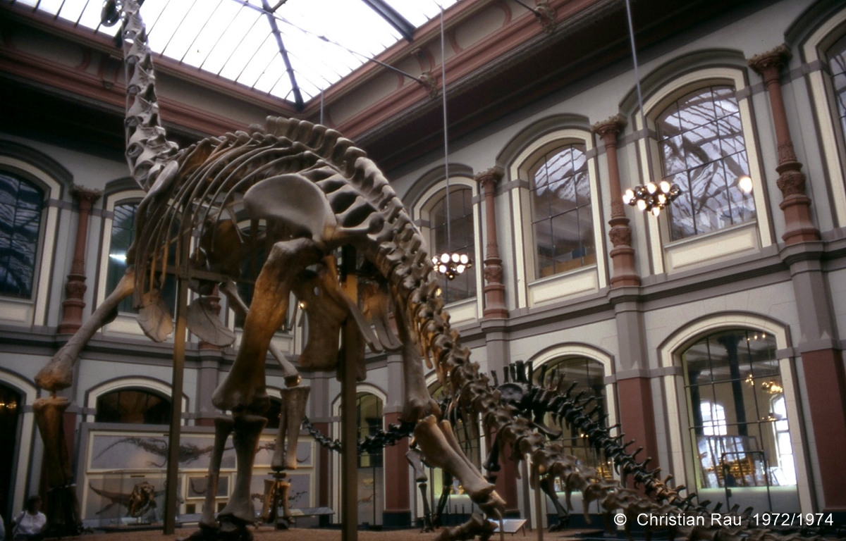 Museum d'Histoire Naturelle à Berlin Est en 1987