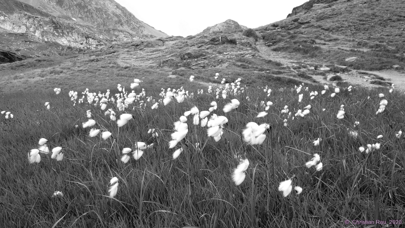 Linaigrettes des Rochilles - Copyright C. Rau 2020 Linaigrettes des Rochilles - Copyright C. Rau 2020