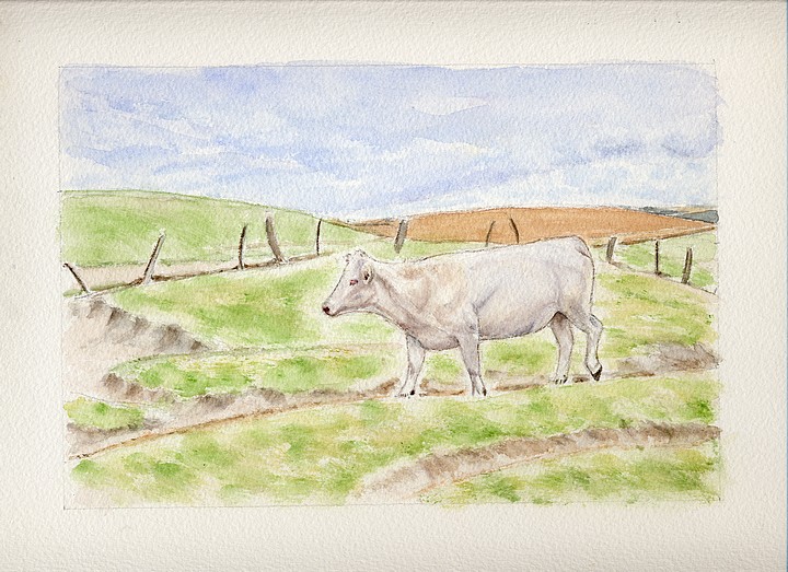 Vache de Saint Pô - Wissant - Aquarelle © Christiane Rau 2009