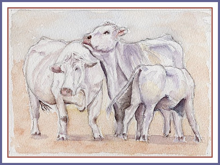 Vaches du cap Blanc-Nez - Aquarelle Christiane Rau (©) 2011-11 - d'après photo de Christian