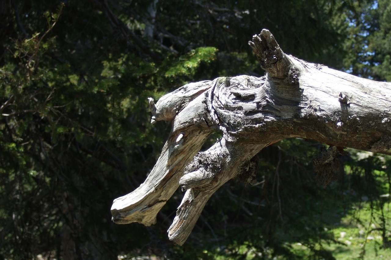 Le loup de Chamrousse, 2008 - Copyright Christian Rau