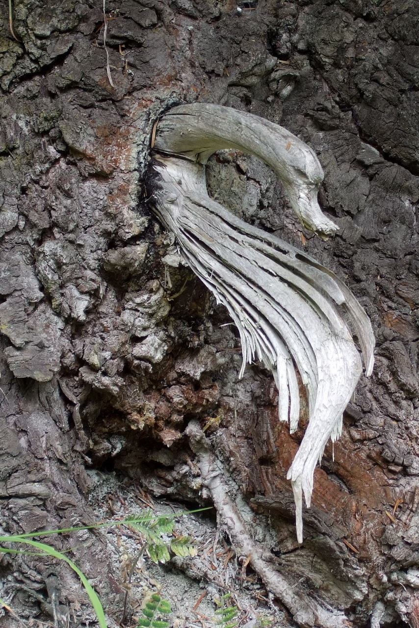 Le cygne de la forêt (Planfay 2010)  Copyright Christian Rau