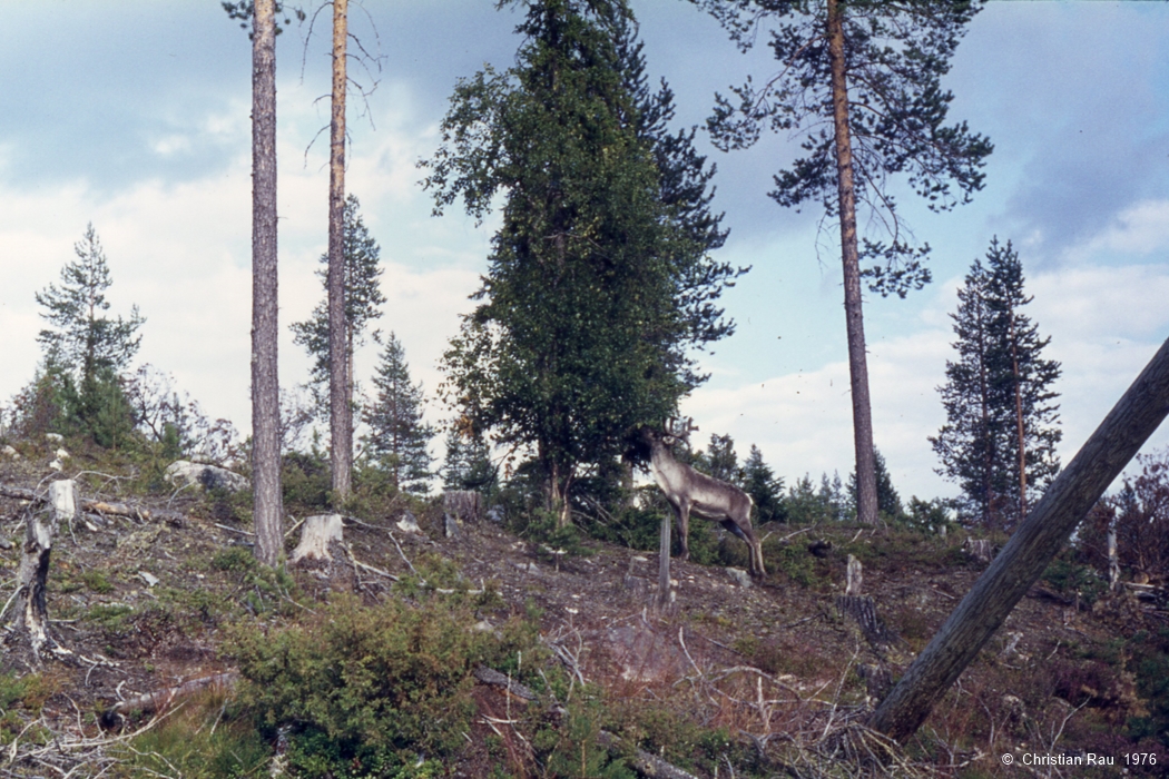 Aux confins de la Laponie finlandaise, Peranka