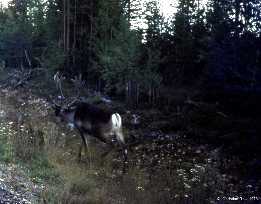 Aux confins de la Laponie finlandaise, Kuusamo