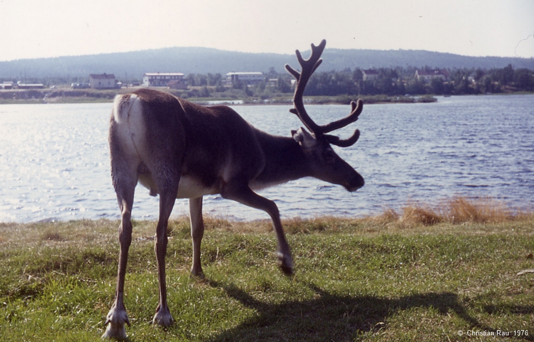 Renne devant la célèbre Lac d'Inari (Enare)