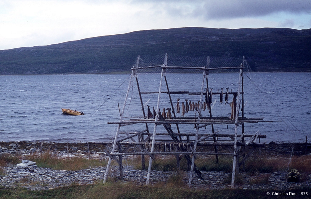 Séchage du poisson près du fjord de Lakselv