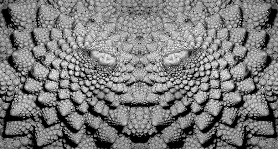 Chou romanesco dédoublé copyright CRau 1994-2004