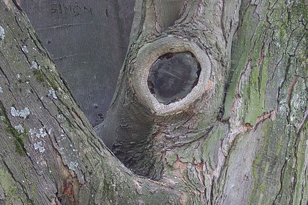 Dans un parc de Fribourg en Brisgau : un oeil éléphantesque...