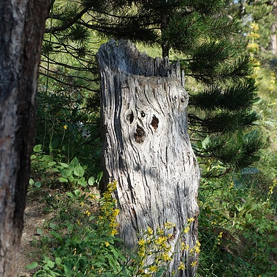 Qui vous guette dans la montée du Bois Noir ?