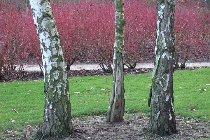 Aux Grandes Prairies d'Arras, l'hiver en couleurs !