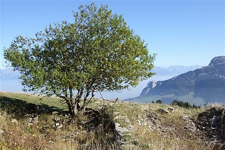 Sur le plateau de la Mollière (Vercors)