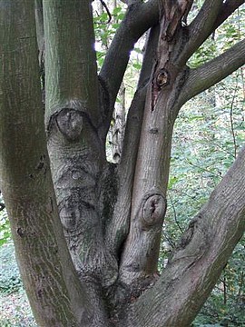 Arbre à peau de serpent (arboretum du campus de Grenoble à St-Martin d'Hères, octobre 2008