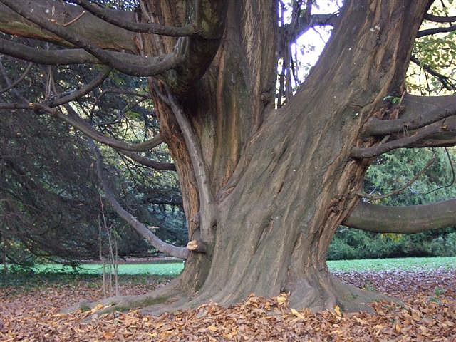 Arboretum de Saint-Martin d'Hères