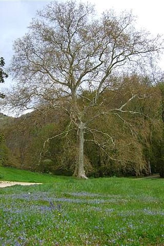 Le platane oriental du parc du Clos Jouvin, à Jarrie, haut lieu de la chimie... ou de l'alchimie ?