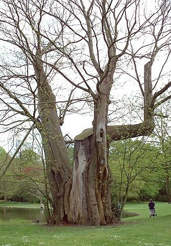 Le "vieux sage" dans le parc du château de Karlsruhe