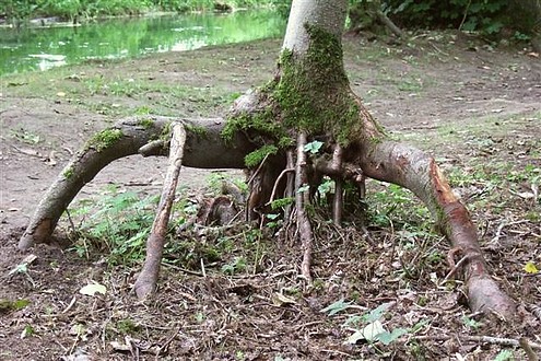 Quand un arbre se met en marche...  Photo C. Rau - 2008