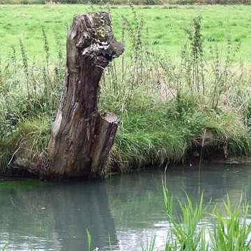 Un saule bien songeur... - Louez les Duisans - 2008