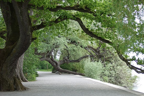 Elégance d'un jet de branches pour accueillir le promeneur sur l'île de Mainau (Lac de Constance)