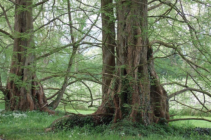 Les créatures fantastiques vont-elles jaillir de cette allée d'arbres de Mainau ?