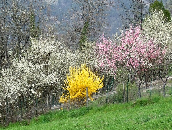 Les couleurs à la fête de Rouac (corniche du Drac) - avril 2007