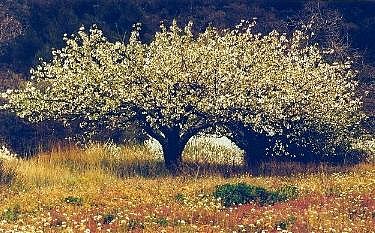 Majesté de floraison, au pied du Luberon