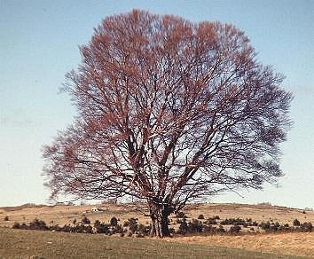 L'Arbre de Crésus