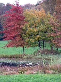 Parures d'automne à Valencogne