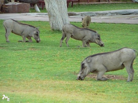 Phacochères de le réserve d'Okapuka