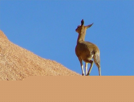 Chèvre des montagnes sur le Spitzkoppe