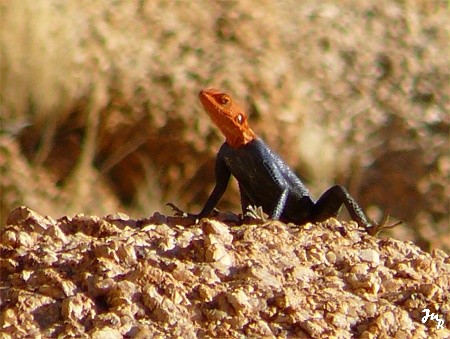 Lézard à tête rouge, Spitzkoppe.