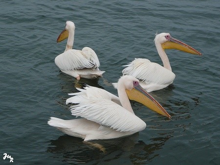 Pélicans à Walvis bay