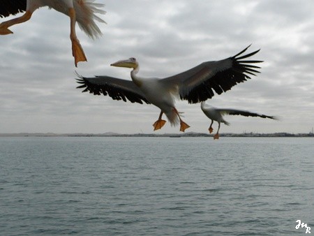 Pélican en phase d'amérissage à Walvis bay