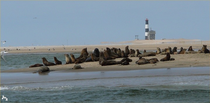 Colonie d'otaries à Walvis bay